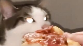 Hilarious Animal Antics