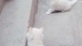 Cats are for fighting ????