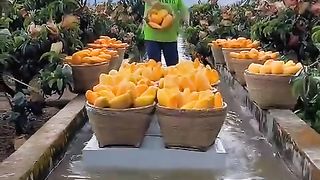 Mango Yammy