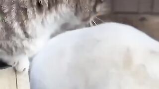 Mummy