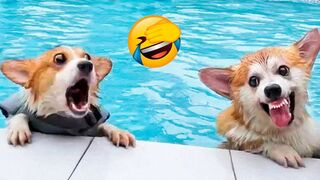 Funny animals Compilation - This video will change your mood!