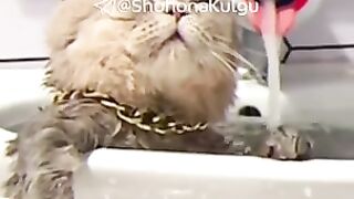 Cat washes