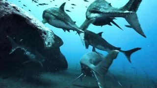MEGALODON REVENGE