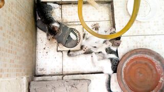Cute tiny kittens are very happy ,playing and fighting with each other at alone backyard of the house...