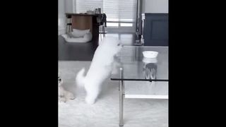 Compilation de vidéos de bébés animaux mignons
