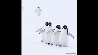 Bébés animaux mignons Vidéos Compilation
