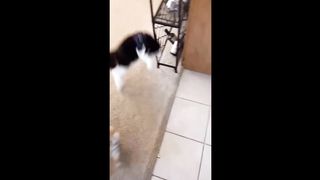 ???? LAUGH Non-Stop With These Funny Cats ???? - Funniest Cats Expression Video ???? - Funny Cats Life 4