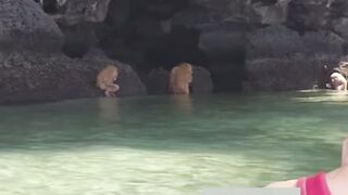 Creatures