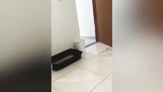 FUNNY VIDEO 26:Funniest Animals 2023 ???? Best Funny Cats and Dogs ???????? 9
