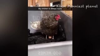 Meilleures vidéos d'animaux