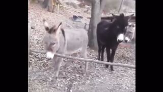 Smartest Donkey