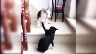 cute and funny