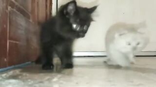kucing mainan