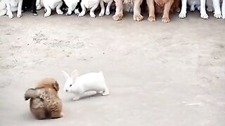 Dog play with rabet