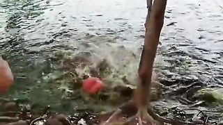 Masya Allah,, ikan Lele super. Gede2
