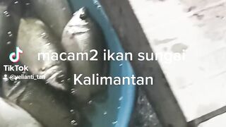 Sayur asem khas Pangkalanbun,Kalteng