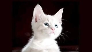 Nice Cat 2