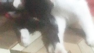 Cat funny 10