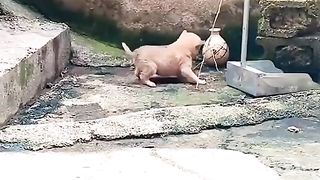 Mau saya ajarkan akrobatik sini saya contohkan dulu ????????
