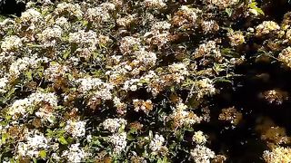 Beautiful flowers 12