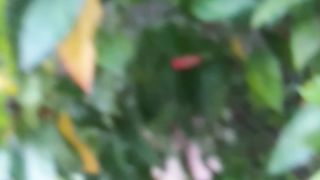 Beautiful Flower 2