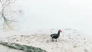 New best video of the day today