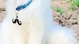 Beautiful Cat 3