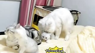 Kucing terhadap pencabulan terhadap anaknya akhirnya dicakar ibunya