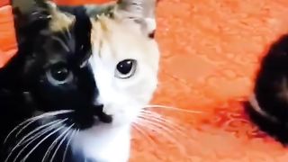 Bentuk kucing yang tidak biasa
