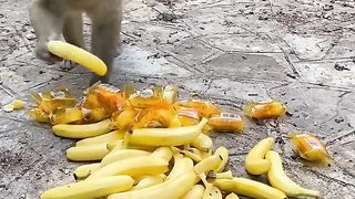 Rebutan pisang