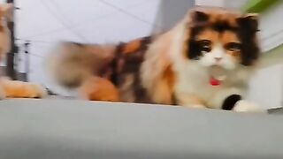 baby simba