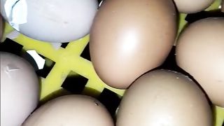 eggs or chicks ?
