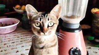 Cat in blender real video