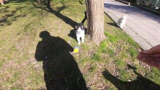 Male Cat Yelling Like a 50 Year Old Chain-smoker