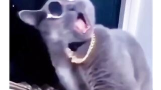 Cat's song went viral.????