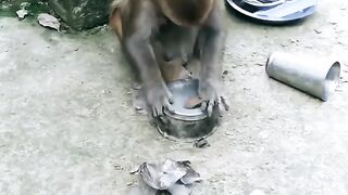 The monkey washed the dishes????????????