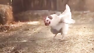 Hen footballer