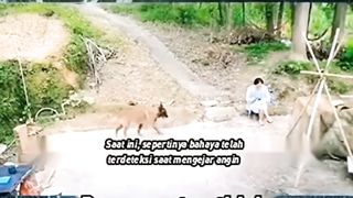 Anjing penyelamat