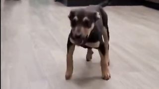 HAPPY DOGS