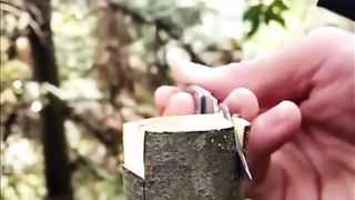 Про дерева