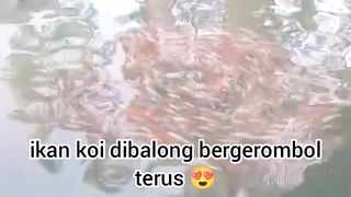 Ikan koi dibalong bergerombol terus ????