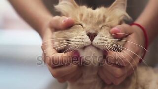 My cat 3
