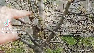 Про прививки дерева