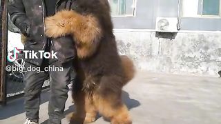 Find 'tiktok china ' on TikTok - TikTok Search_9.