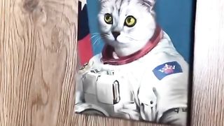 Funny animal video part 2