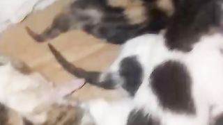 Sleeping Cat 2