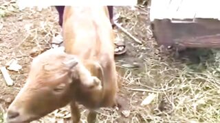 FUNNY VIDIOOS OF GOATS INTENDED