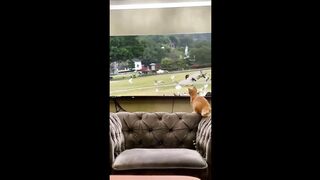 ???? You Definitely Laugh, Trust me ???? - Funniest Cats Expression Video ???? - Funny Cats Life (1)