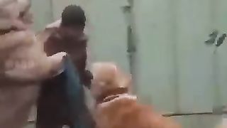 Dog IS verofe