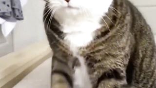 Funny cats 37